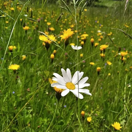 Celoroční Glamping V Pohodlném Domečku *