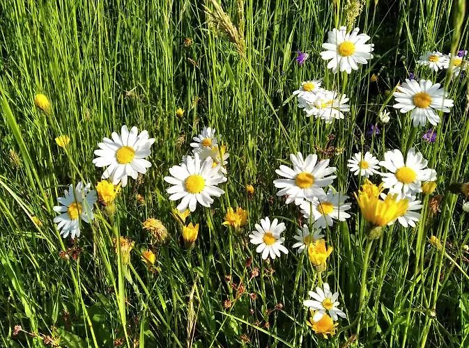 Celorocni Glamping V Pohodlnem Domecku אכסניה